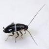 Planuncus vinzi